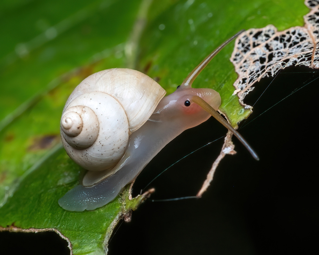 Opalescent Pendant-snail