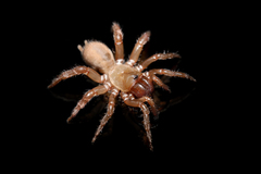 Antrodiaetus apachecus