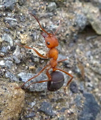 Formica integroides
