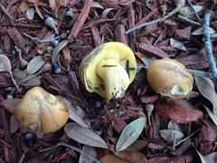 Boletus luridellus image