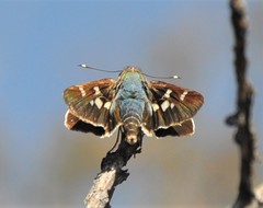 Thespieus macareus