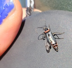 Chauliognathus magellanicus