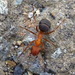 Vinegar Ant - Photo (c) Rudyard, some rights reserved (CC BY), uploaded by Rudyard