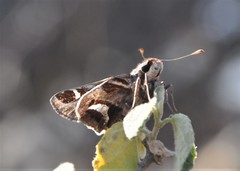 Thespieus macareus