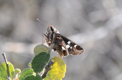 Thespieus macareus