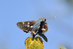 Thespieus macareus
