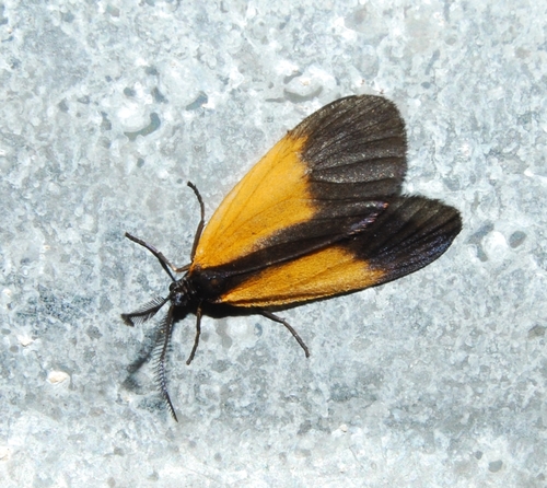 Orange-patched Smoky Moth