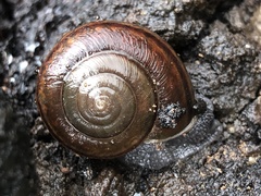 Helminthoglypta umbilicata