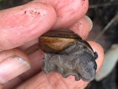 Helminthoglypta umbilicata
