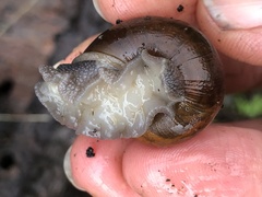 Helminthoglypta umbilicata