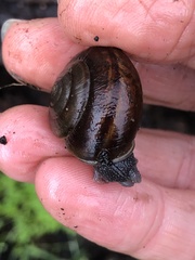 Helminthoglypta umbilicata