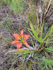 Lilium catesbaei image