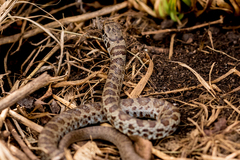 Coluber constrictor foxii