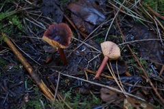 Lactarius atrobadius