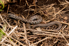 Coluber constrictor foxii
