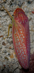 Gyponana gladia