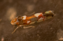 Erythroneura elegans