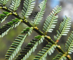 Acacia loroloba