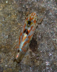 Erythroneura octonotata