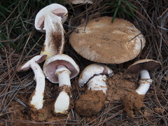 Agaricus meijeri