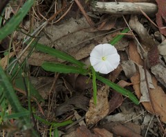 Polymeria