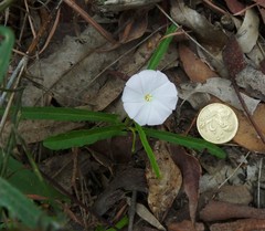 Polymeria