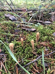 Clavariadelphus sachalinensis