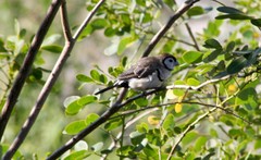 Stizoptera bichenovii bichenovii