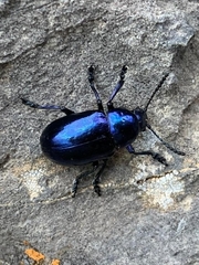 Chrysochus
