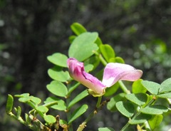 Indigofera brevidens