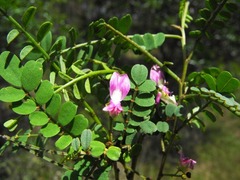 Indigofera brevidens