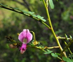 Indigofera brevidens