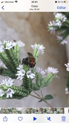 Augochloropsis tupacamaru