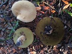 Boletus atkinsonii