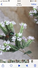 Augochloropsis tupacamaru