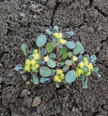 Euphorbia germainii