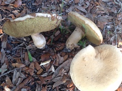 Boletus atkinsonii