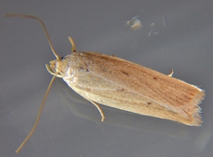 Gonioterma mistrella