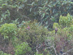 Patagioenas cayennensis