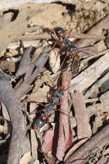 Myrmecia esuriens
