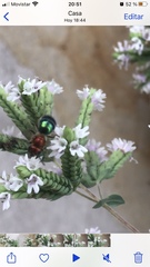 Augochloropsis tupacamaru