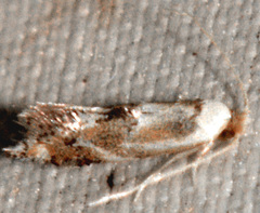 Philonome clemensella