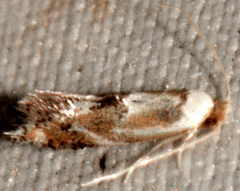 Philonome clemensella