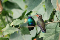 Colibri coruscans