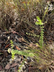 Pultenaea spinosa