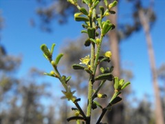 Phyllanthus triandrus