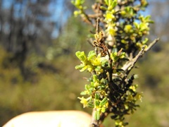 Phyllanthus triandrus