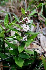 Leichhardtia suaveolens