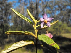 Seringia corollata