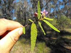Seringia corollata